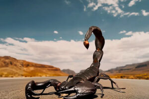 120/70R19 60V TL SCORPION TRAIL III